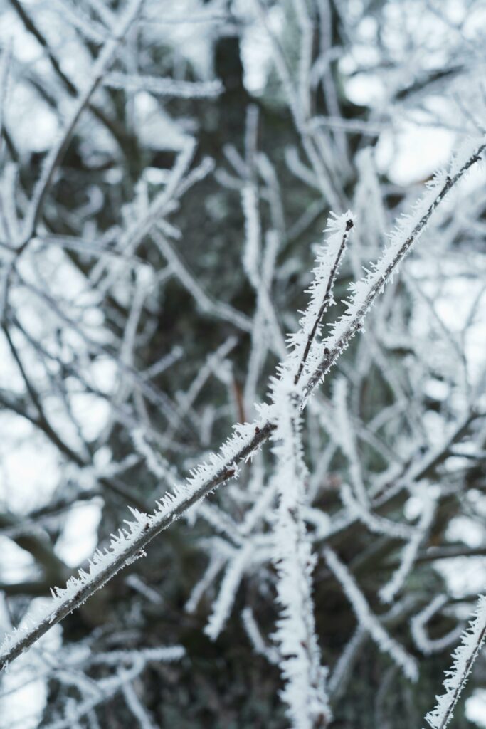 Close-up of snow-covered branches capturing the essence of winter.